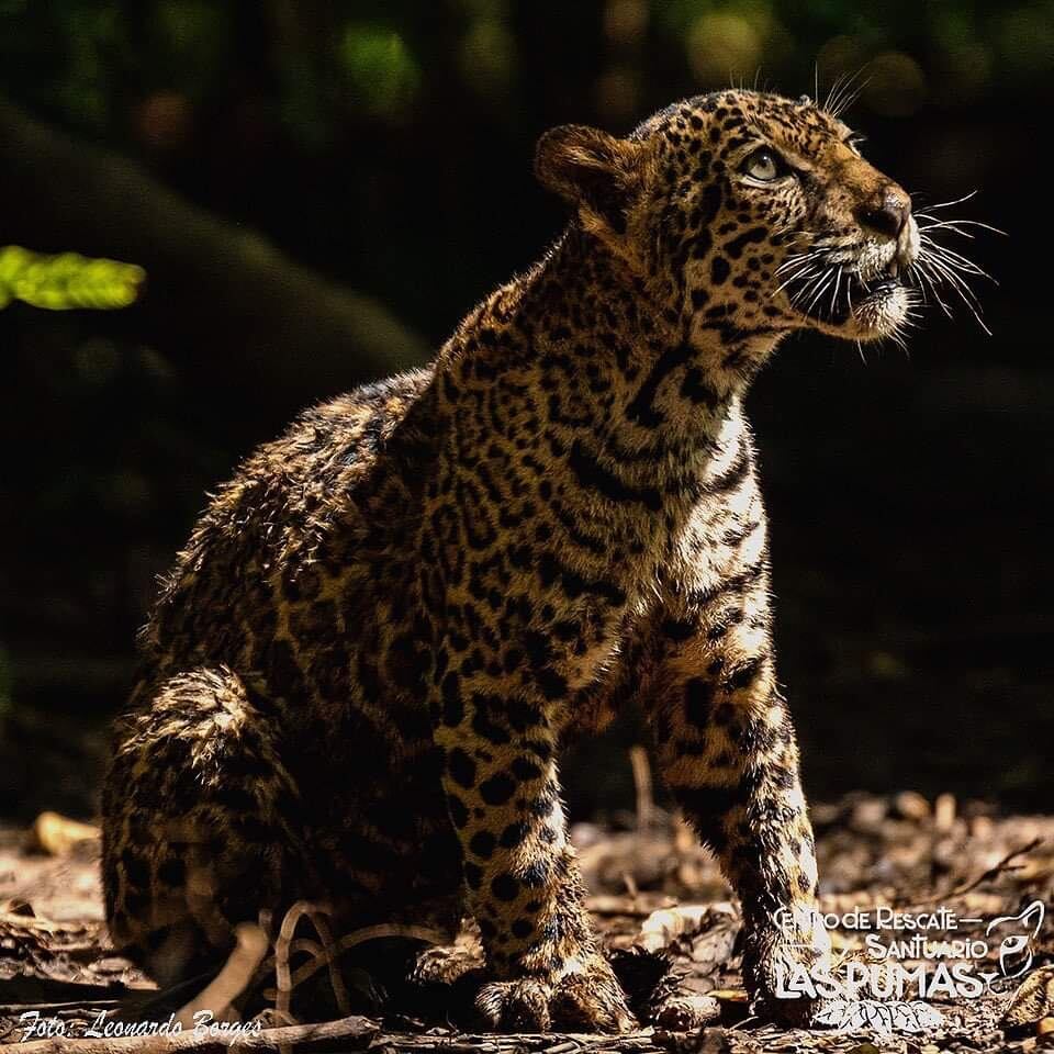 Celeste la jaguar tica.