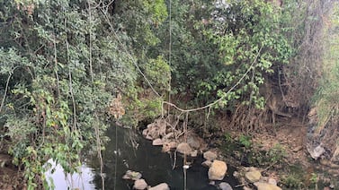 ¿Una plaga de Moisés o no? Fuimos al río María Aguilar y esto fue lo que encontramos