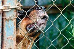 Leopoldo Natividad Canda de 25 años, sufrió el ataque de dos perros rottweiler ( Oso y Hunter ) en el taller Zúñiga propiedad del Sr Fernando Zuñiga en la Lima de Cartago, resultando muerto quien aparentemente ingreso a robar.
