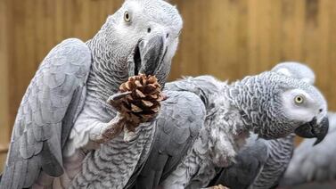 Zoológico ya no sabe qué hacer con ocho pericos que solo dicen malas palabras