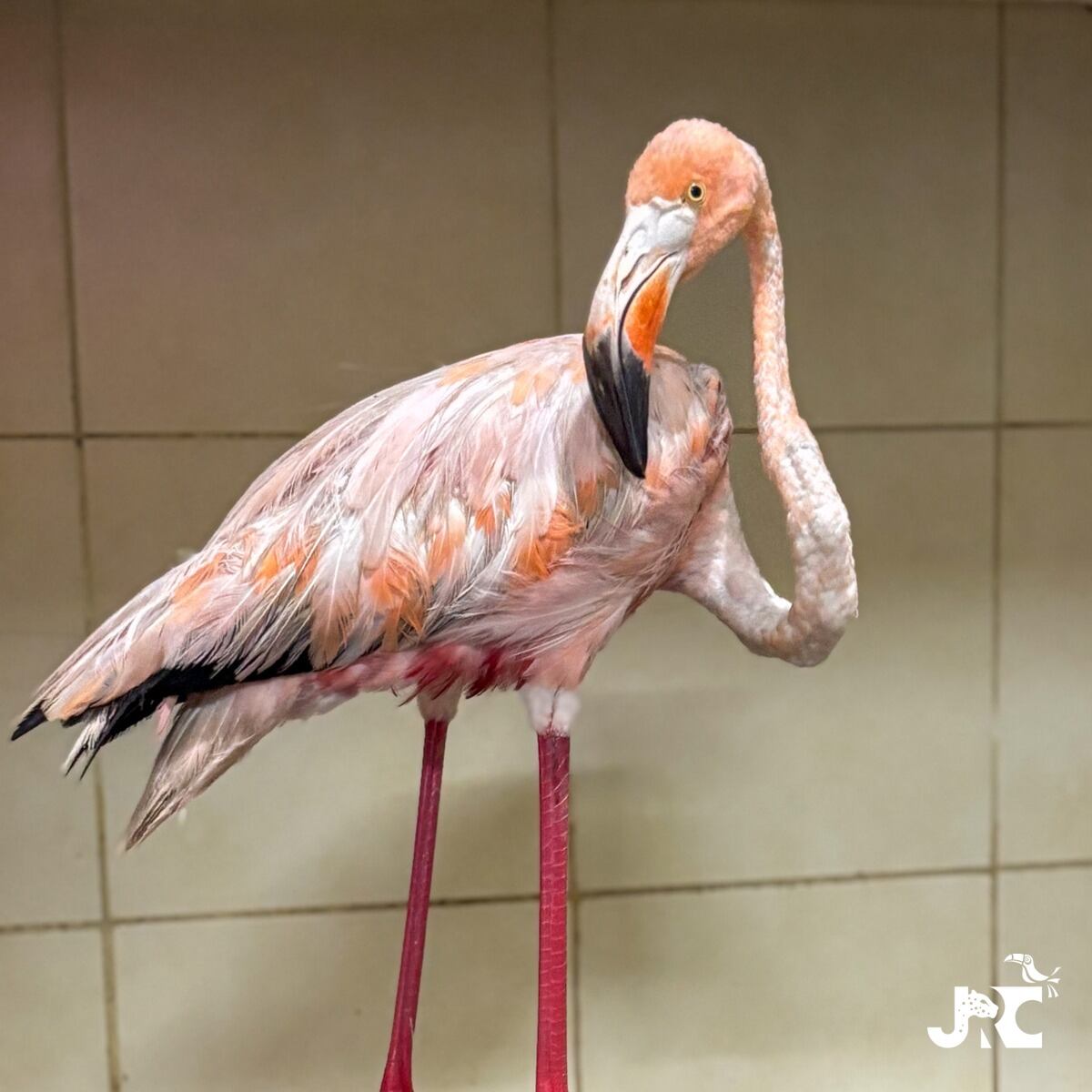 Flamenco - Flamingo