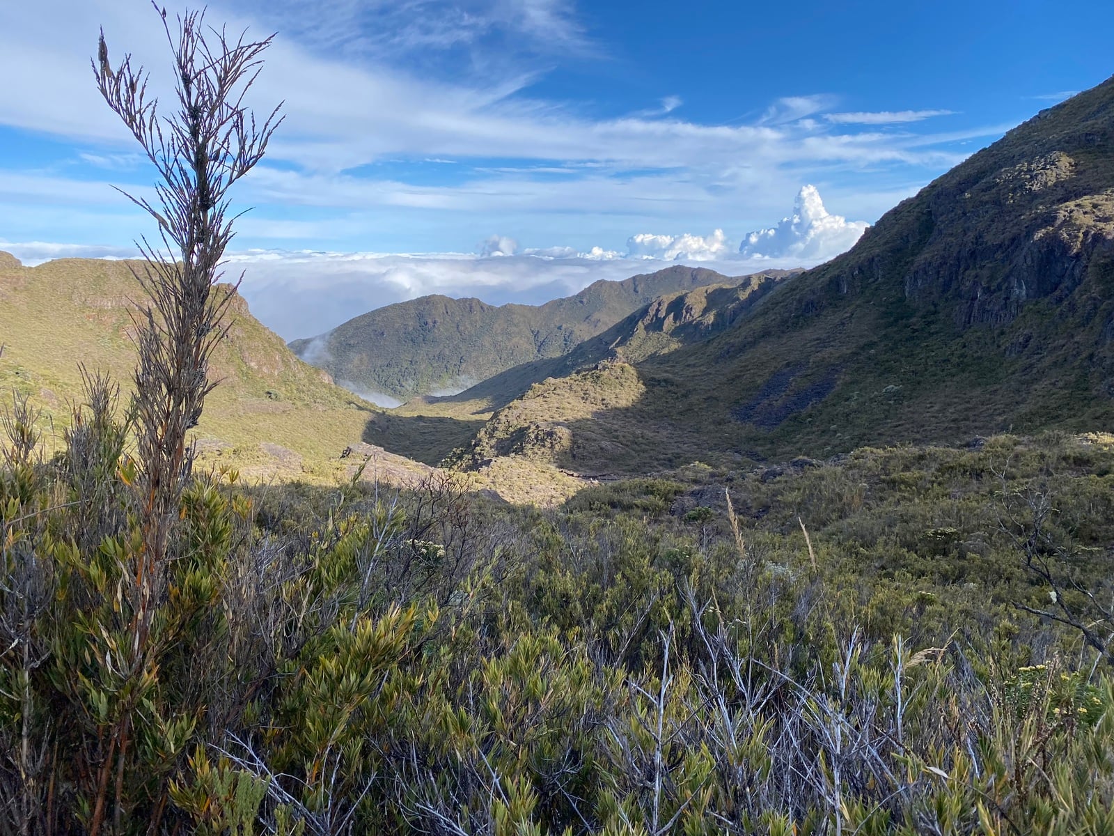 Descubren una salamandra con manchas doradas exclusiva del Parque Nacional Chirripó