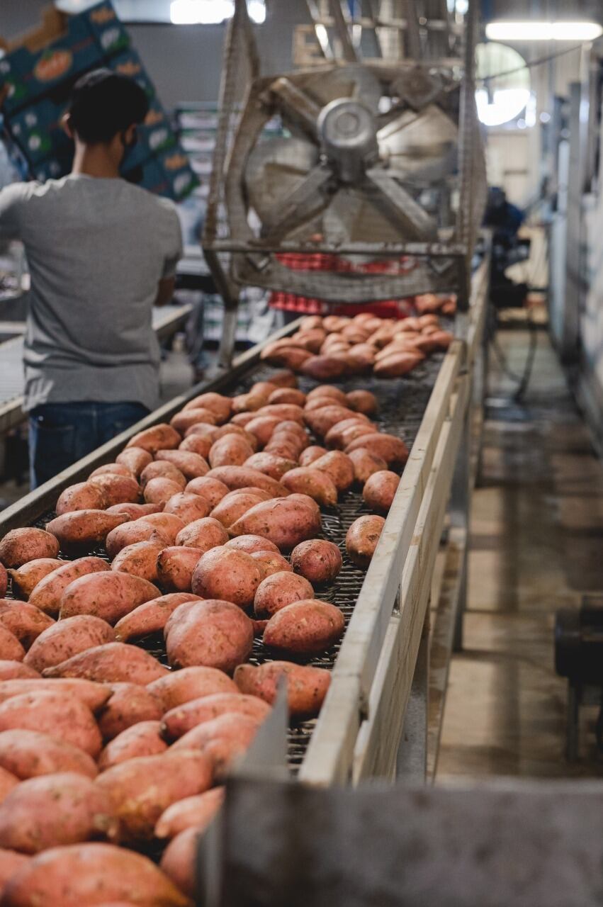 TropiFoods, una empresa nacional que exporta camote naranja a Francia, ese un caso de éxito del programa “Descubre”, una alianza público- privada que une al ministerio de Comercio Exterior (COMEX), el Ministerio de Agricultura y Ganadería (MAG) y la Promotora del Comercio Exterior (PROCOMER) con apoyo de CINDE y el Sistema de Banca para el Desarrollo.