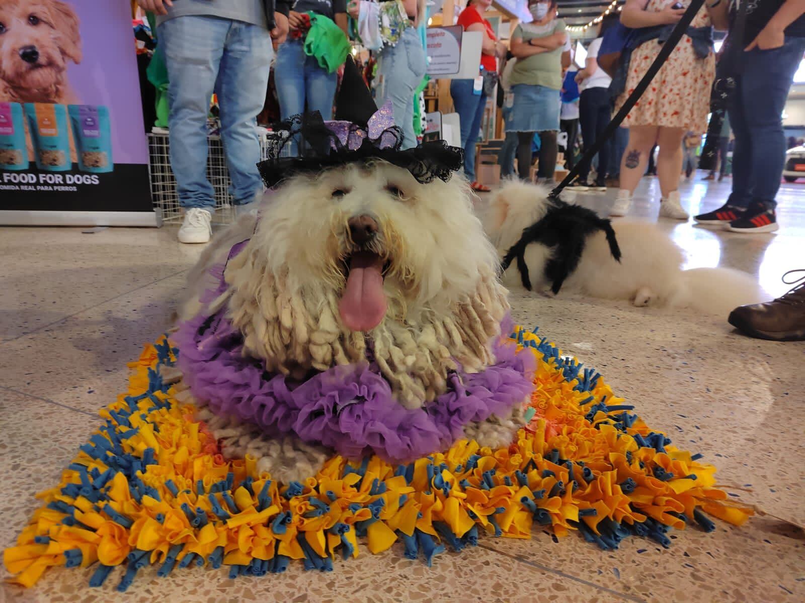 Todas las actividades de la Expo Mascotería son gratuitas. Además, los niños podrán disfrutar el espectáculo musical 'La Pájara Pinta' el domingo 5 de noviembre, a las 3 p. m.