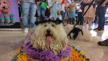 ¡Salga a pasear el fin de semana! Disfrute desde música en vivo hasta clases para mascotas