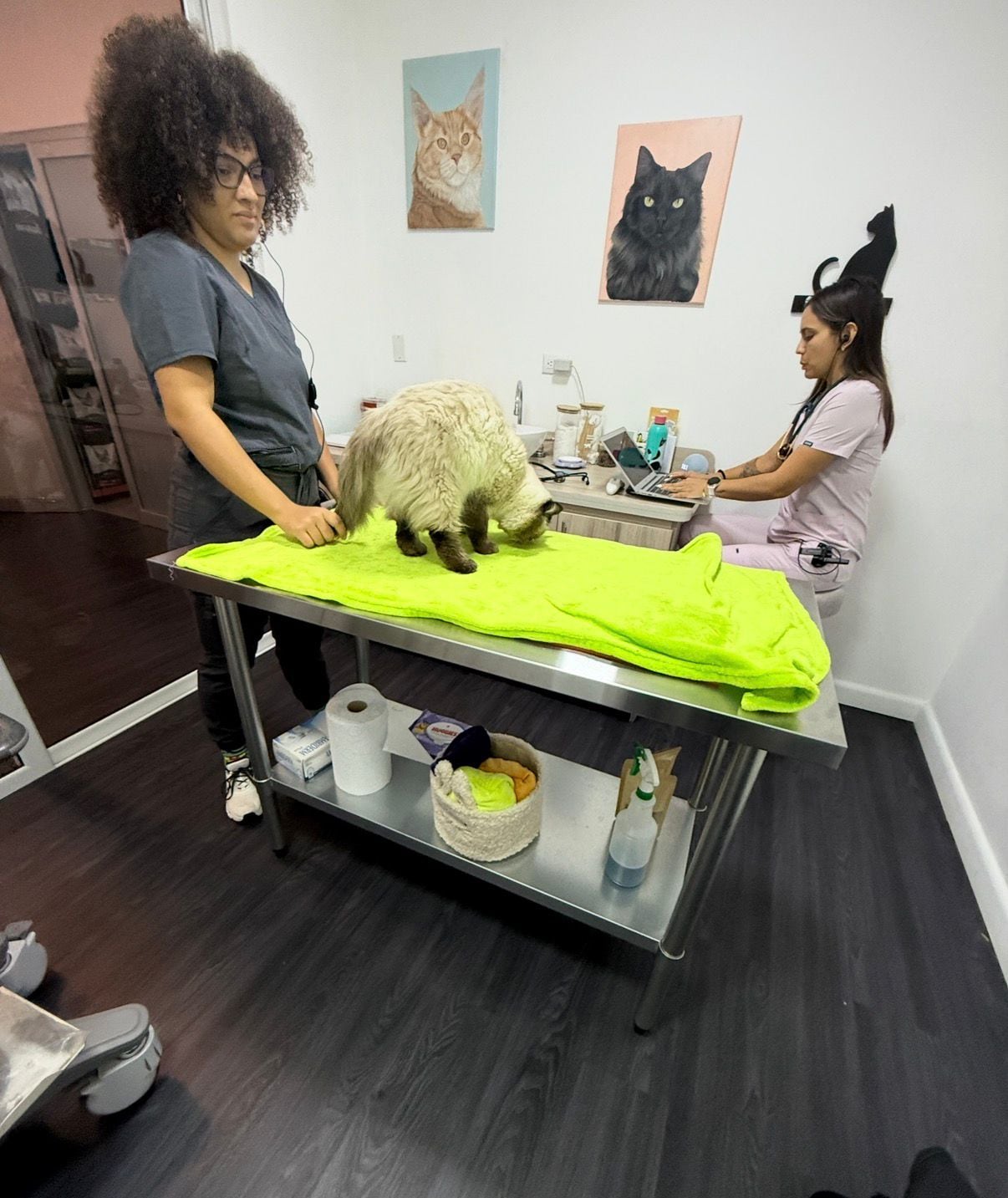 जेव्हा सांता बार्बरा डी हेरेडिया येथील रहिवासी ग्रेसिएला गोमेझ गोमेझने तिची स्वतःची मांजर घेण्याचा निर्णय घेतला, तेव्हा तिने कधीही कल्पना केली नाही की ती योडीसोबतच्या तिच्या आयुष्यातील सर्वात कठीण (आणि सर्वात परिवर्तनीय) लढाईत उतरणार आहे.