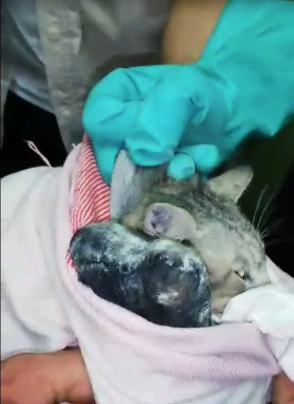 Capturan gato con tres celulares en La Reforma. Foto Policía Penitenciaria.