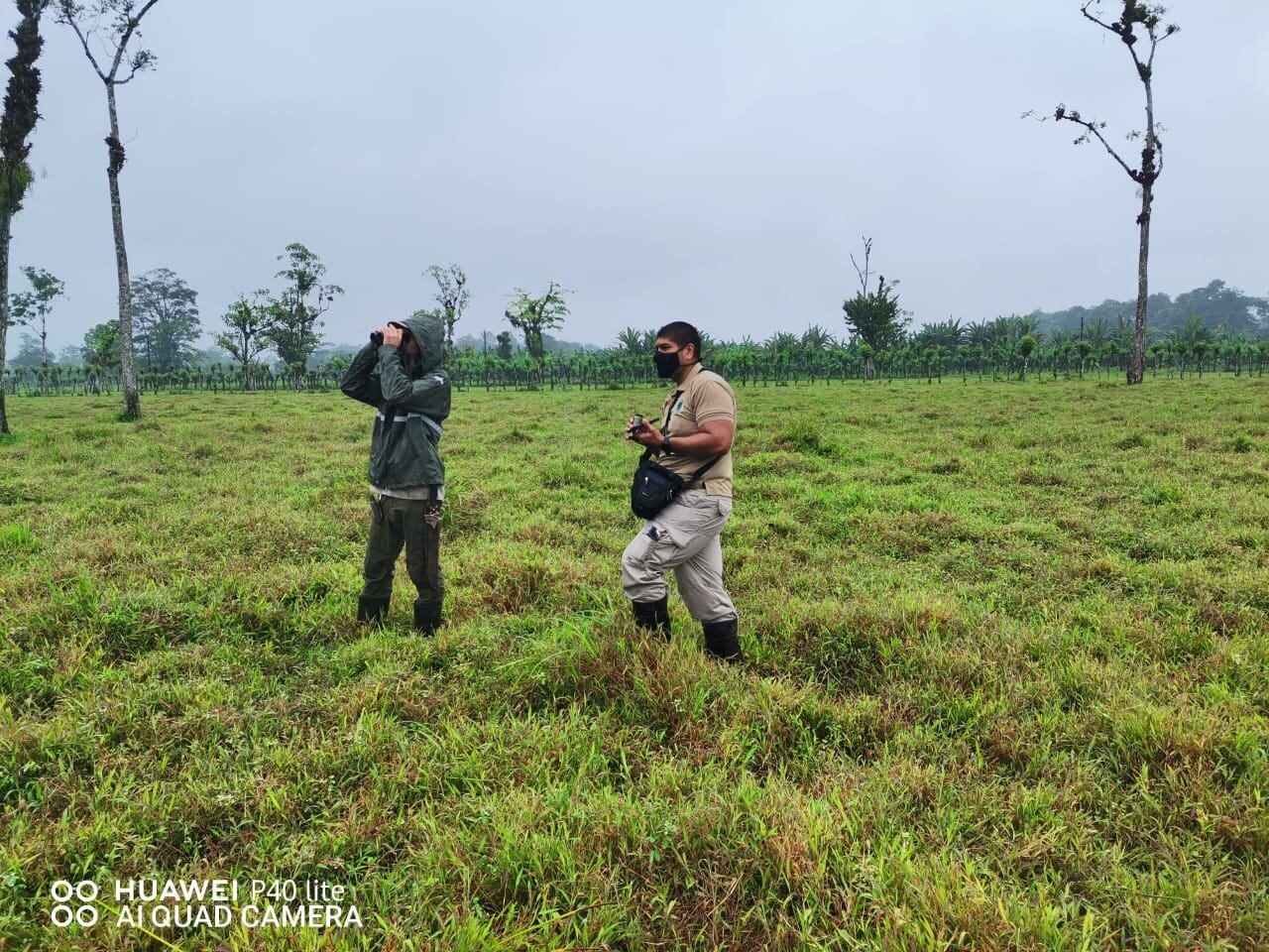 El Sistema Nacional de Áreas de Conservación en virtud de las publicaciones compartidas en redes sociales sobre la presencia de un león africano en Colonia San José de Puerto Viejo de Sarapiquí
