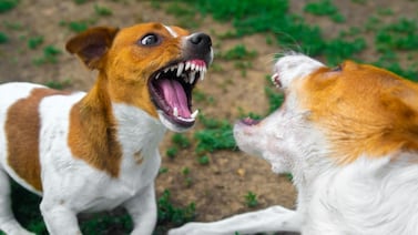 Nuevo ataque de perro en menos de 24 horas: niño de 11 años fue mordido de gravedad