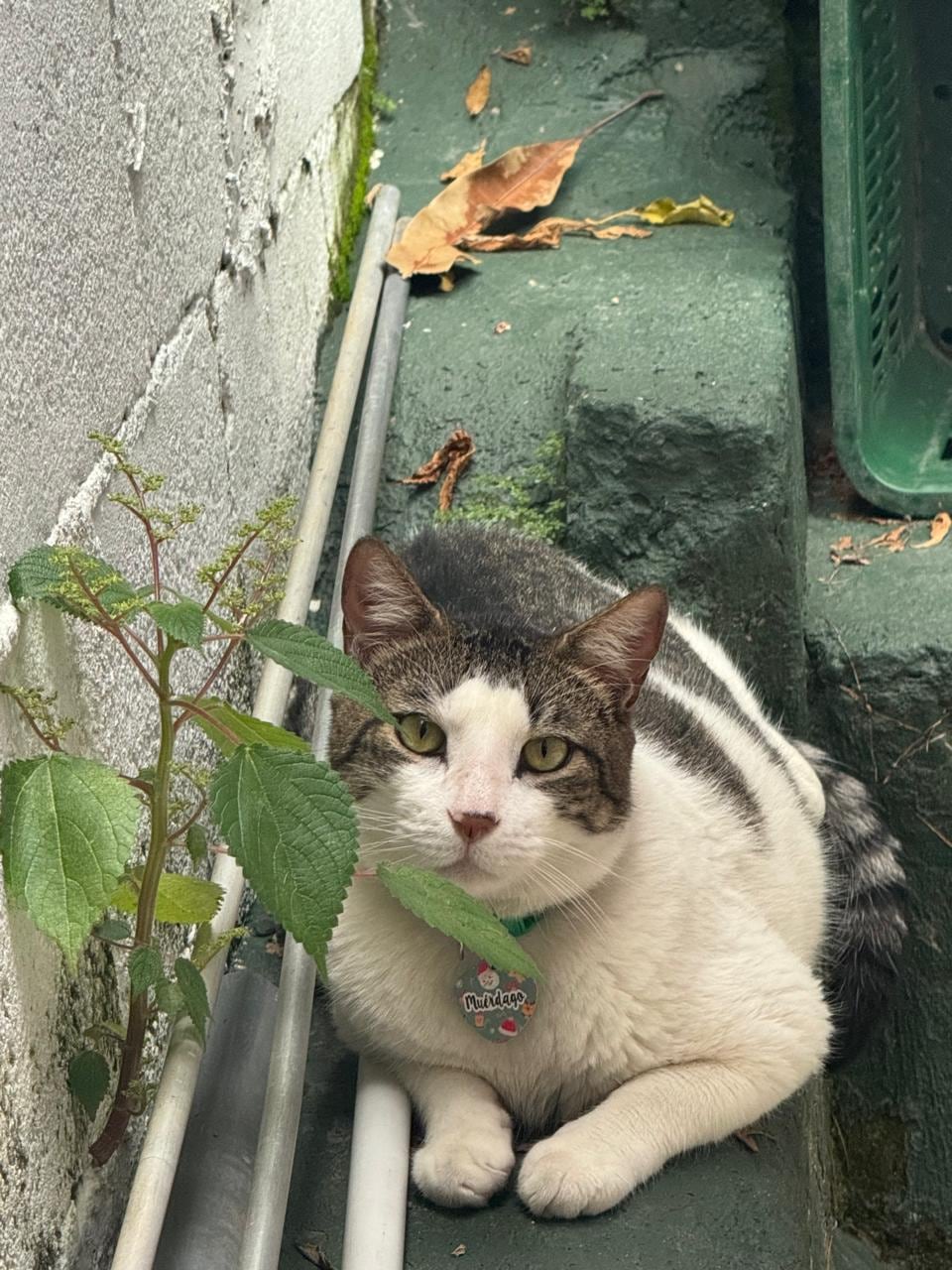 Tania Flores es de Villa Bonita de Alajuela y es la mamá humana del gatico Muérdago