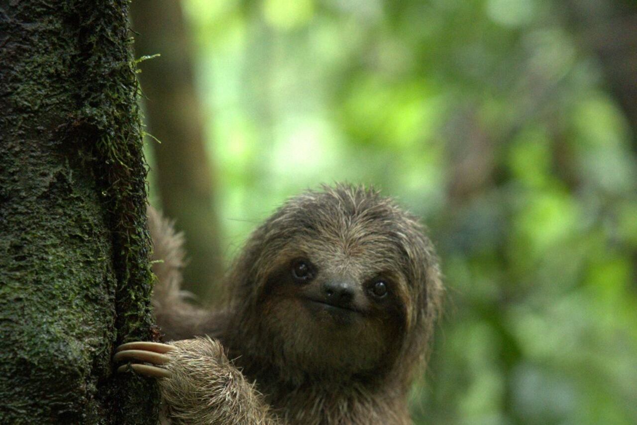 Mamá perezosa es un milagro, se electrocutó y fue sanada hasta con piel de tilapia. María Vargas Vargas, supervisora de Marketing del Toucan Rescue Ranch fue una de las rescatistas