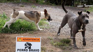 Ataque de perros acabó con la vida de un hombre