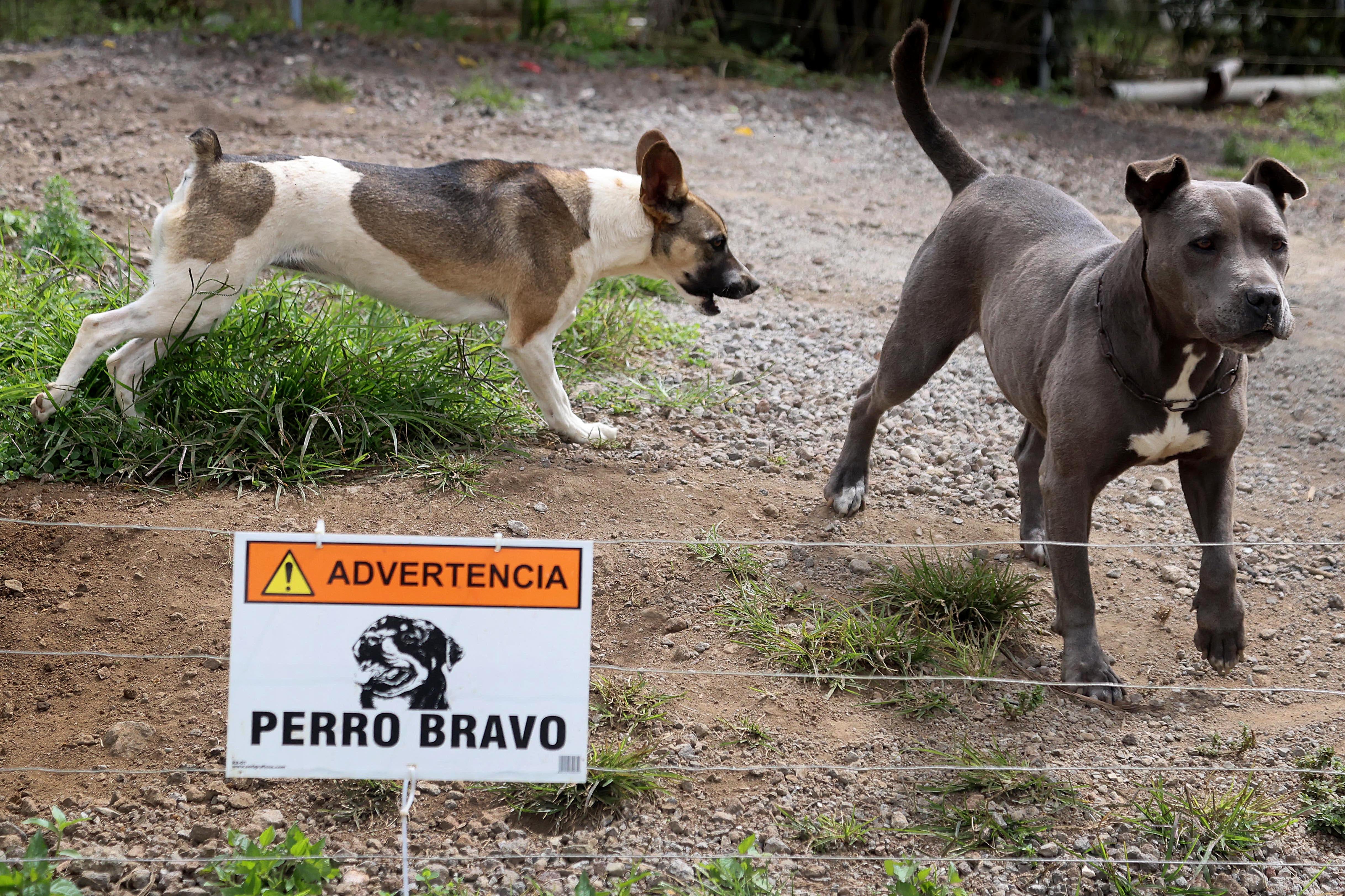 29/02/2024    Advertencia, perro bravo. Para Temas relacionados con mordedura de perro; ataque de perro; perro con rabia; perros. Foto: Rafael Pacheco Granados