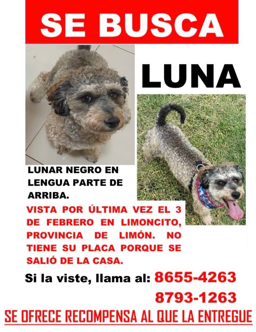 Una joven mexicana de nombre Alix Hernández dará una recompensa de ¢150 mil colones a quien le devuelva a su perrita Luna, extraviada en Limón, desde el 3 de febrero del 2025. Foto: Alix Hernández