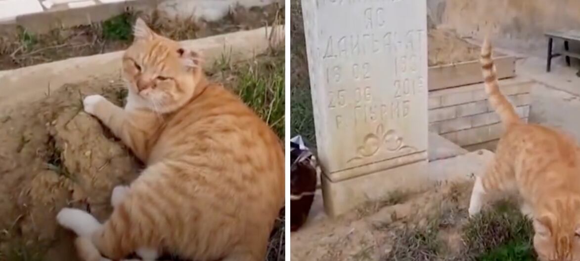 Hachiko. Foto: El Tiempo
