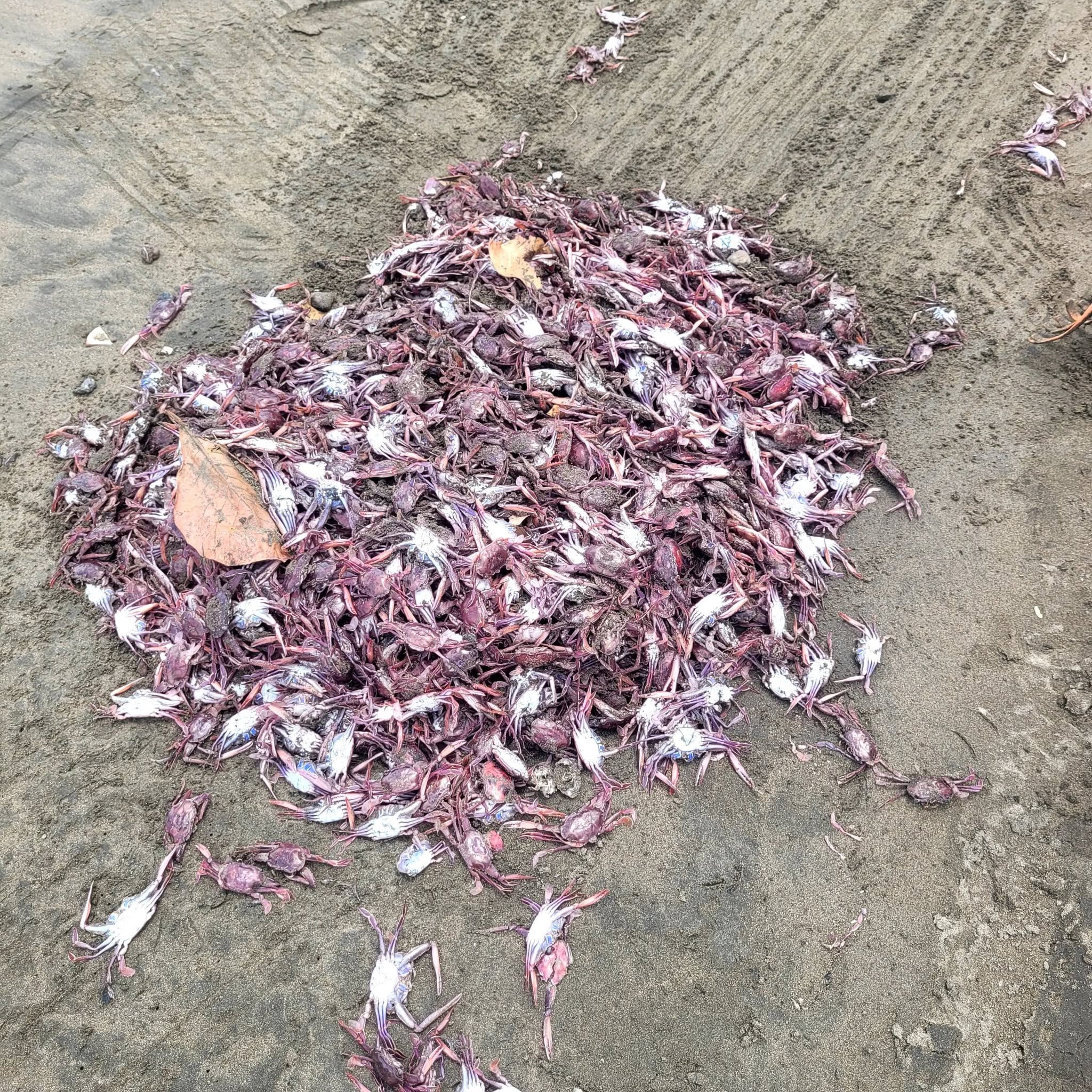 Investigadores encontraron que el agua del Pacífico norte de Costa Rica presenta temperaturas más altas de lo normal, una condición que estaría debilitando a los cangrejos y favoreciendo que las corrientes y el oleaje los lleven hasta las playas.