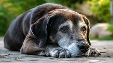 ¿Los perros pueden sentir un temblor antes que las personas? Estas son las señales que podrían alertarlo