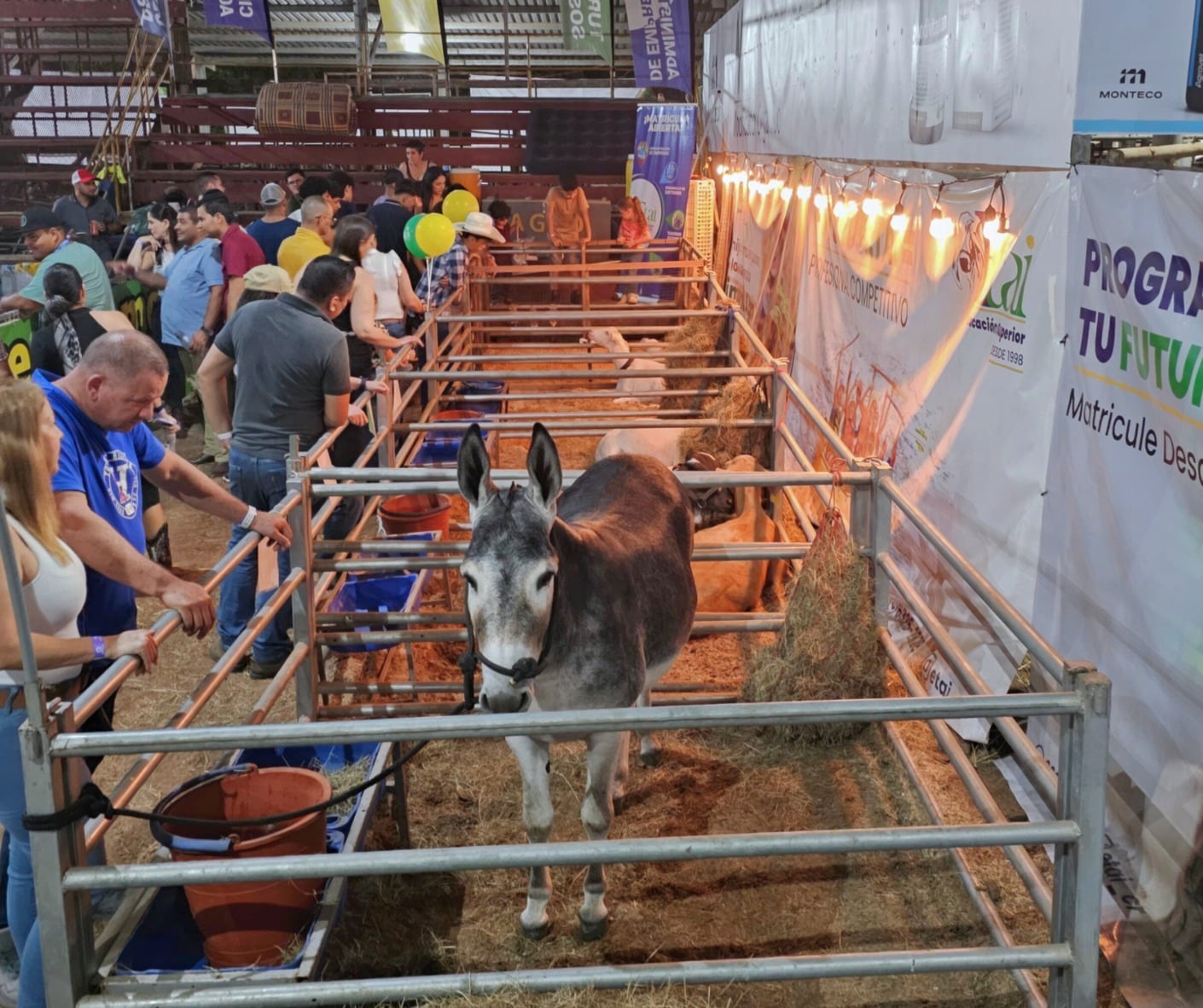 Luigy tiene seis años y es una de las estrellas de “La Granjita del Agro”, donde los estudiantes aprenden haciendo y descubren que cuidar a los animales también es una forma de aprender.