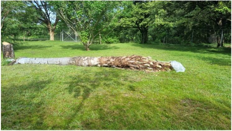 Don Francisco Alvarado, mejor conocido como “Chico de la Loma” y don José Luis Villarreal, mejor conocido como “Güicho Pizarro”, son dos experimentados coyoleros guanacatecos