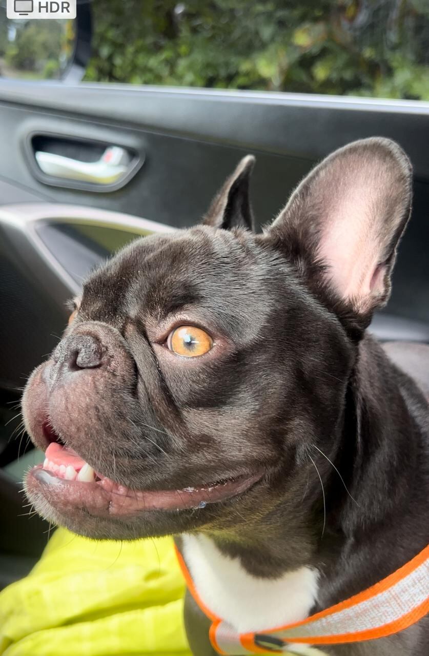 Thor es un bulldog francés que fue robado por unos maleantes en el residencial Boruca, en Mercedes Norte de Heredia. Foto: Shirley López para La Teja