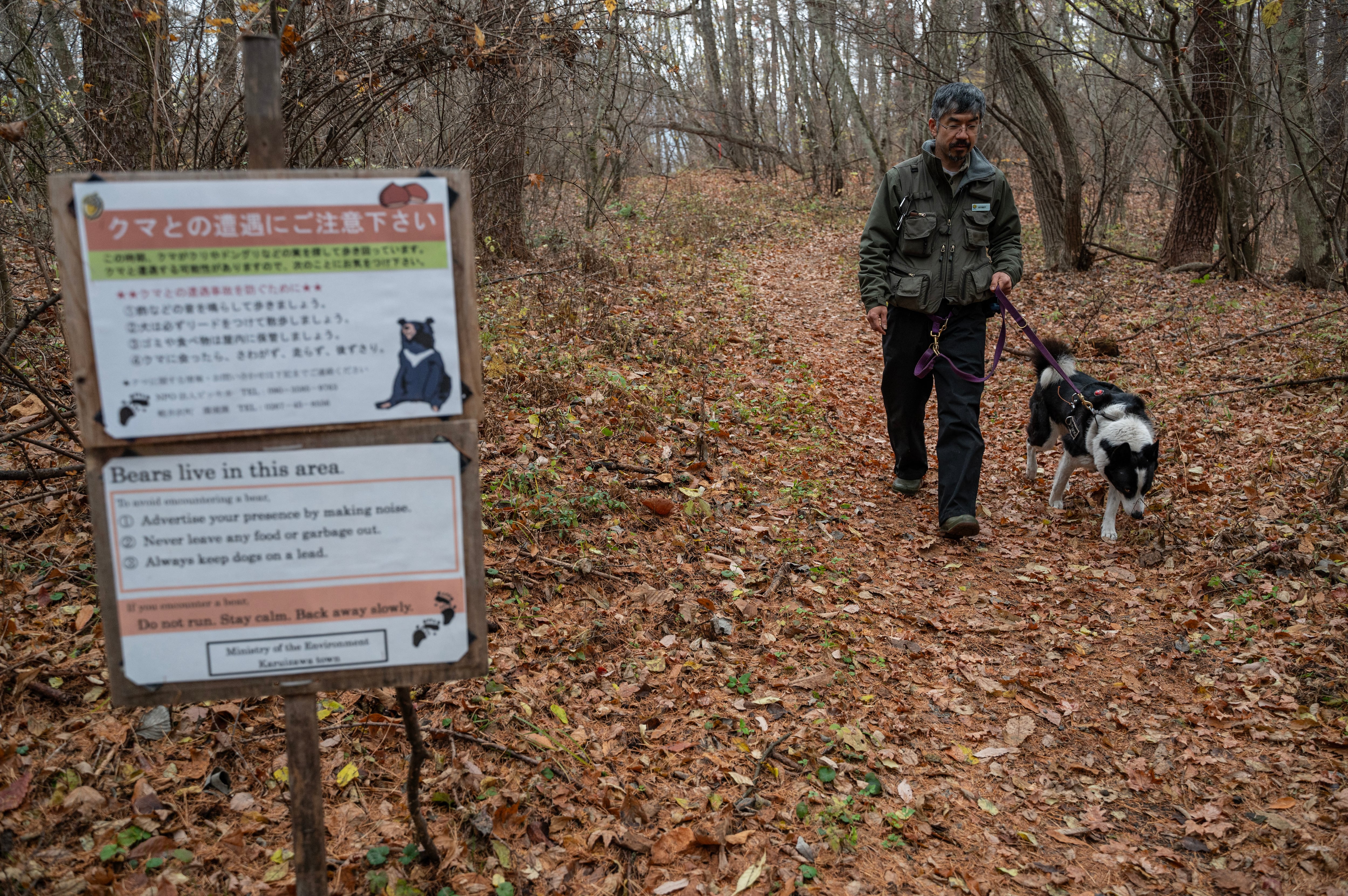 Imagen del 10 de noviembre de 2023, muestra a Junpei Tanaka, experto en fauna silvestre del Centro de Investigación de Fauna Silvestre Picchio, y a su perro de caza de osos de Carelia, "Rela", mientras pasan junto a un cartel que advierte sobre la presencia de osos en la zona, cerca de la ciudad turística de Karuizawa, en la prefectura de Nagano. Fotografía: