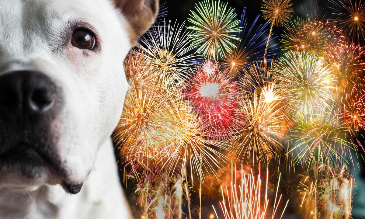 Perro blanco asustado en primer plano con fuegos artificiales en el fondo, destacando la relación entre la pirotecnia y la ansiedad en mascotas.