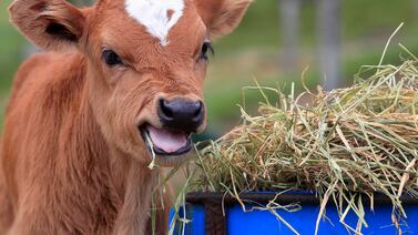Nace ternero con “cabeza humana” en un pueblo y vecinos se llenan de dudas