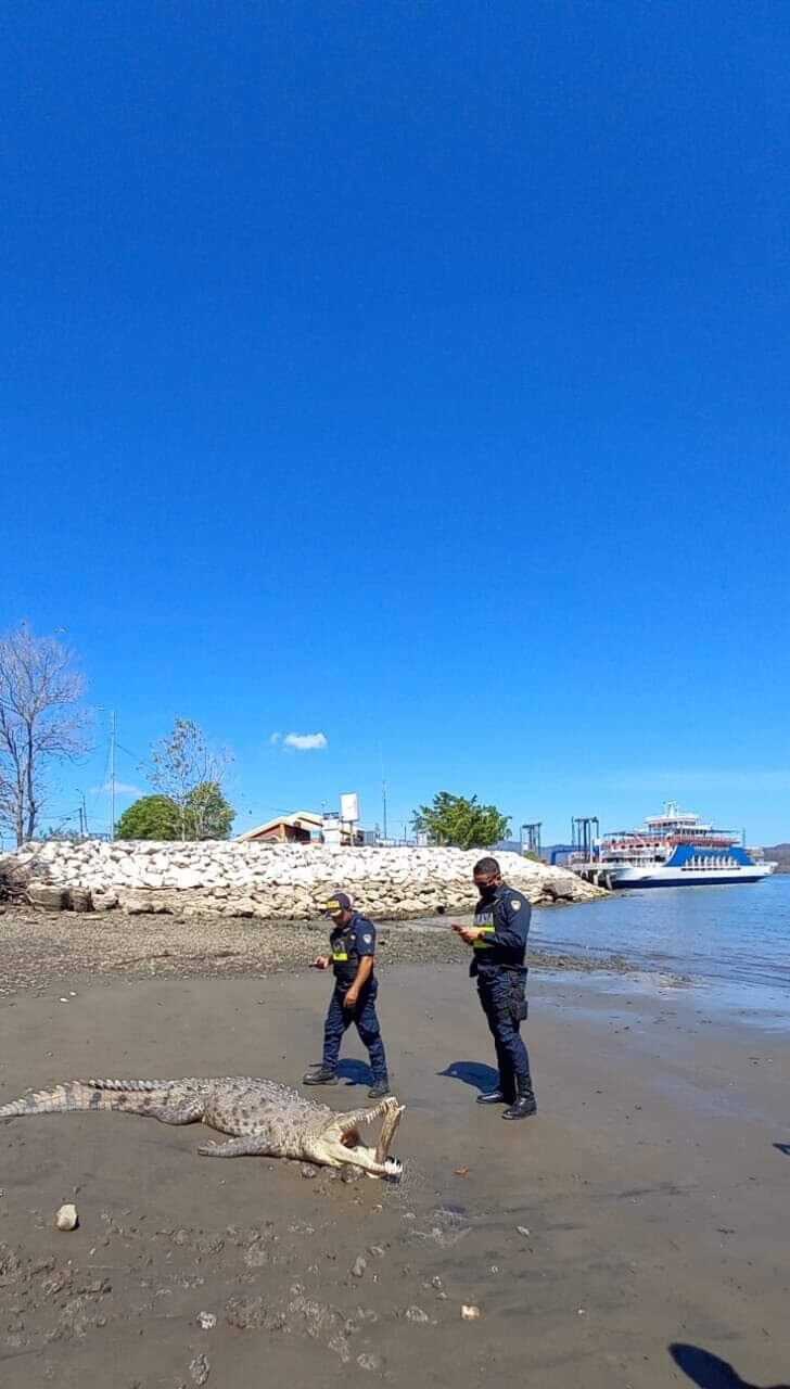 El gran cocodrilo de dos metros de largo que fue encontrado el pasado 17 de marzo por unos pescadores en la playa de Paquera, Puntarenas, podría tener en su hocico, un mensaje oculto de extraterrestres que quieren comunicarse con nosotros los humanos