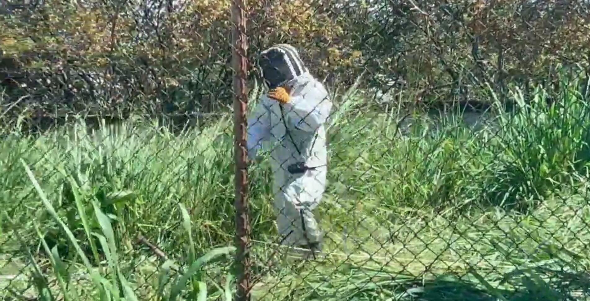La mañana de este jueves fue rescatada una persona adulta de un ataque de abejas