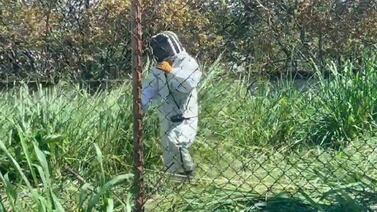 Emergencia en Cañas: 15 personas afectadas por picaduras de abejas