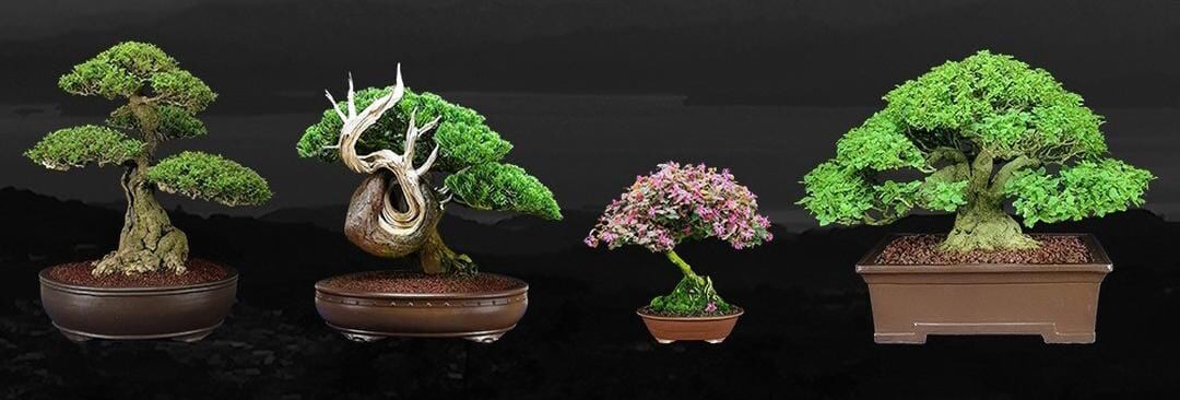 El arte del bonsái en Costa Rica