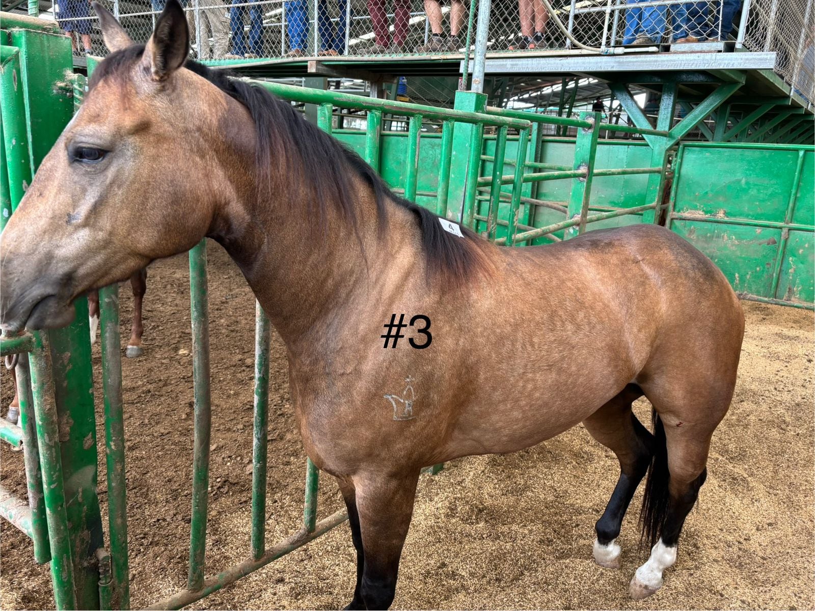 Los ocho caballos decomisados en la casa de una conocida barrilera de Pérez Zeledón, esposa de un supuesto líder narco, dejaron una millonada para Estado costarricense. Foto: ICD para La Teja