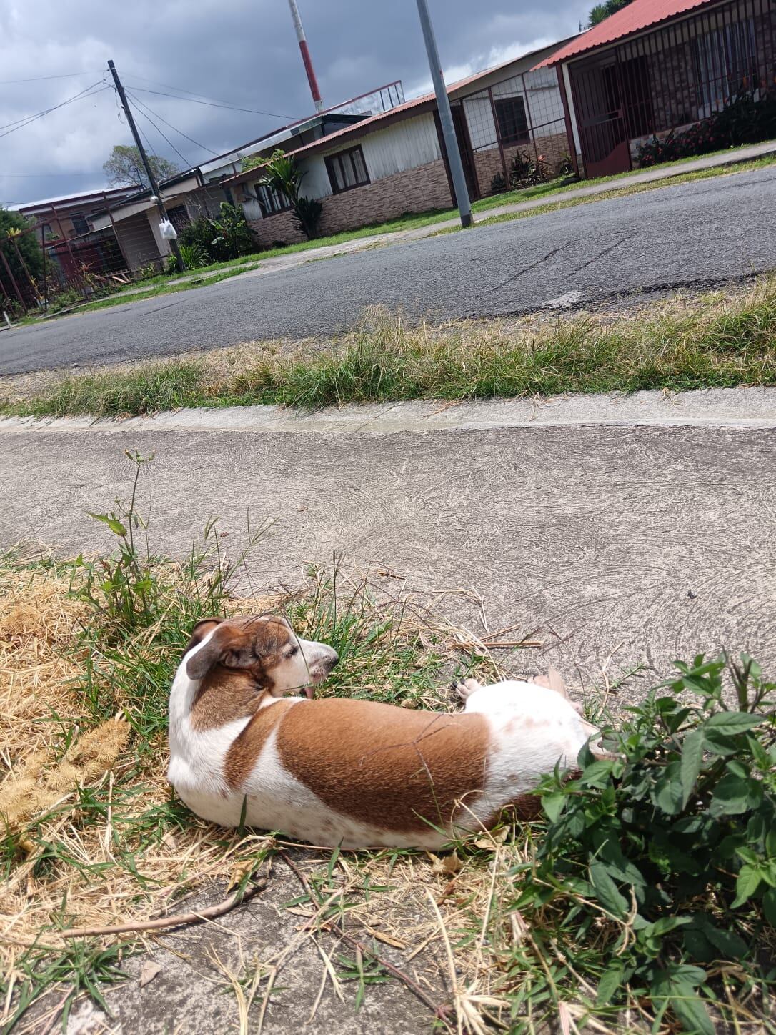 Don Tito es un zaguatico que fue adoptado por Melany Vargas Salazar del cual contamos su historia porque el 28 de mayo del 2025 es el Día Mundial del perro sin raza.