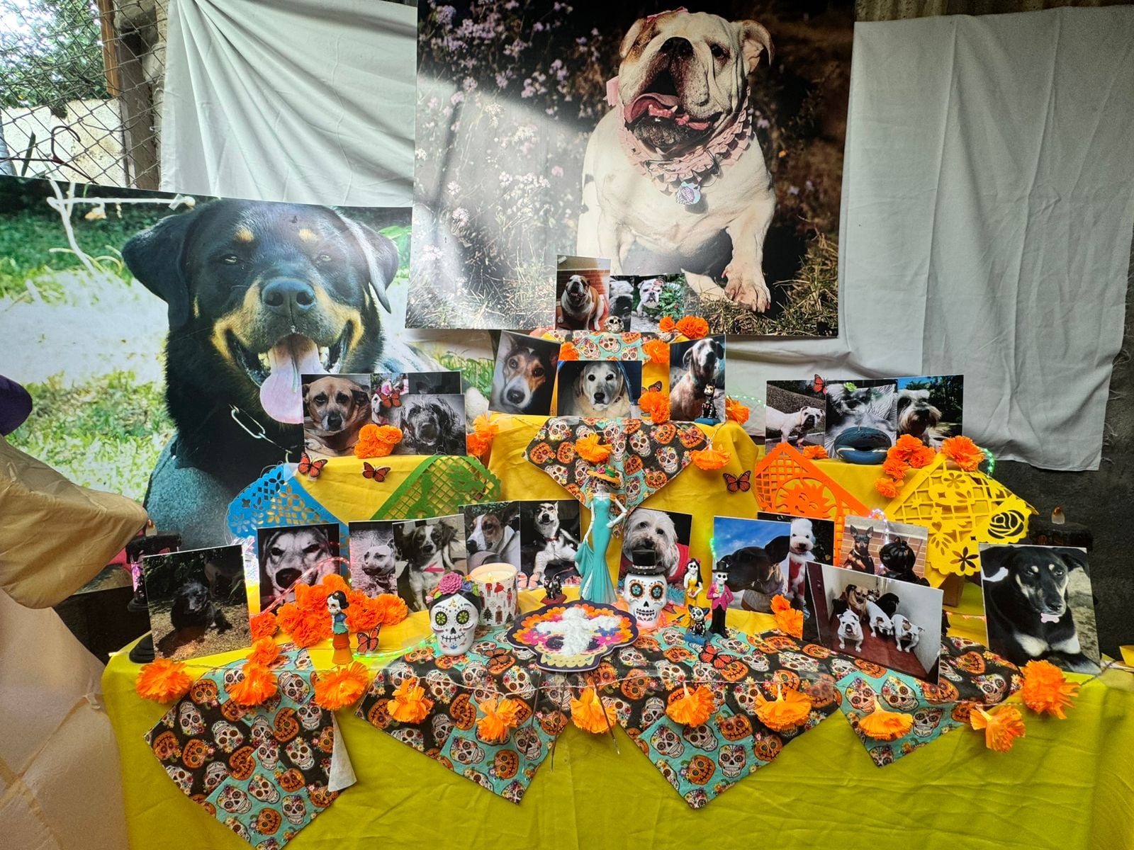 En Santa Bárbara de Heredia vive la amorosa doña Gina Varga, una mujer que lleva 15 años dedicando su vida al rescate de perros en Costa Rica. Este 2025 hizo un super altar para perritos en el cual está por primera vez Brisa, su amada perrita que falleció