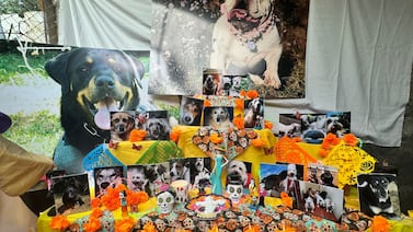 Perros “visitaron” a la dueña que tanto los amo en el Día de Muertos de las Mascotas