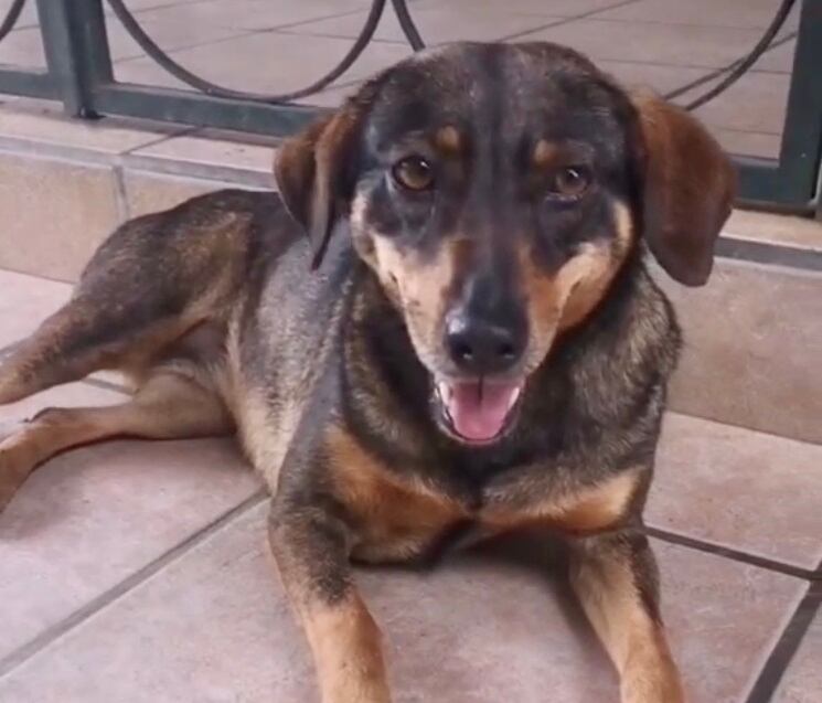 Maracabú, perrita que se perdió el 27 de setiembre en barrio Cristo rey. Foto cortesía.