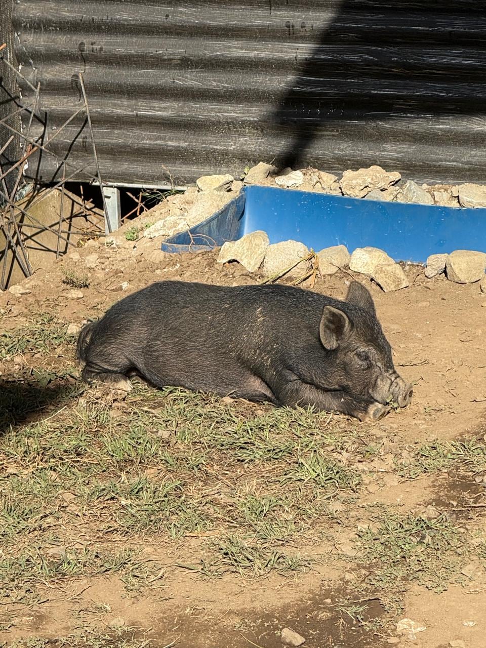 Gipzy Montoya decidió agrandar su familia con dos mascotas más y muy particulares.