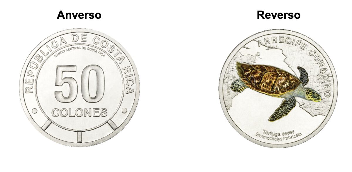 Moneda de 50 colones coleccionable con tortuga carey en el reverso.