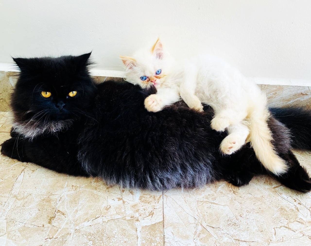 En una hogar de Patalillo de Coronado, dos gatos se han robado el corazón de toda una familia. Son Tati y Otto, los peluditos que llegaron para llenar el hogar de amor, travesuras y compañía. Su mamá humana, Yesiney Espinoza Larrea, de 30 años, asegura que estos gatitos cambiaron su vida y la de su hijo Khaleb, de 7 años.