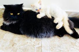 Dos gaticos llegaron a llenar de amor y maullidos un hogar en Coronado