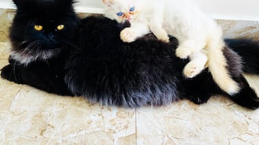 Dos gaticos llegaron a llenar de amor y maullidos un hogar en Coronado