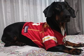 Theo Pascual, el perro salchicha que llegó a aliviar el corazón de su humana