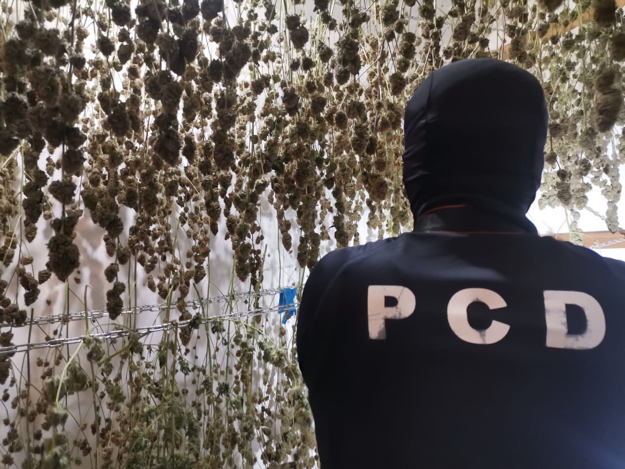 PCD desmantela laboratorio de marihuana hidropónica más grande del país. Foto MSP.