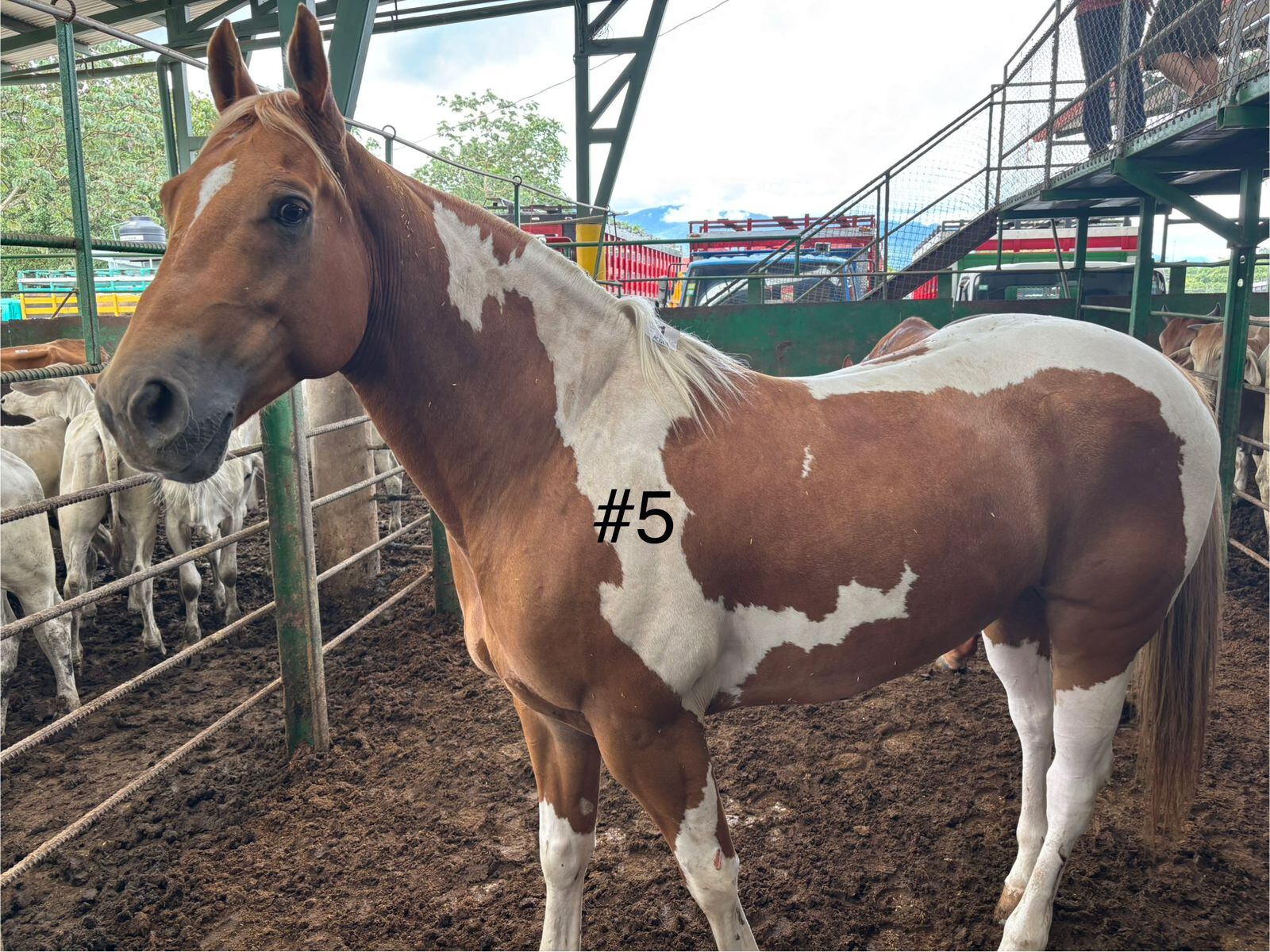 Los ocho caballos decomisados en la casa de una conocida barrilera de Pérez Zeledón, esposa de un supuesto líder narco, dejaron una millonada para Estado costarricense. Foto: ICD para La Teja