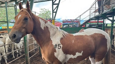 Caso Pana: caballos decomisados en casa de conocida barrilera generaron millonada para el ICD