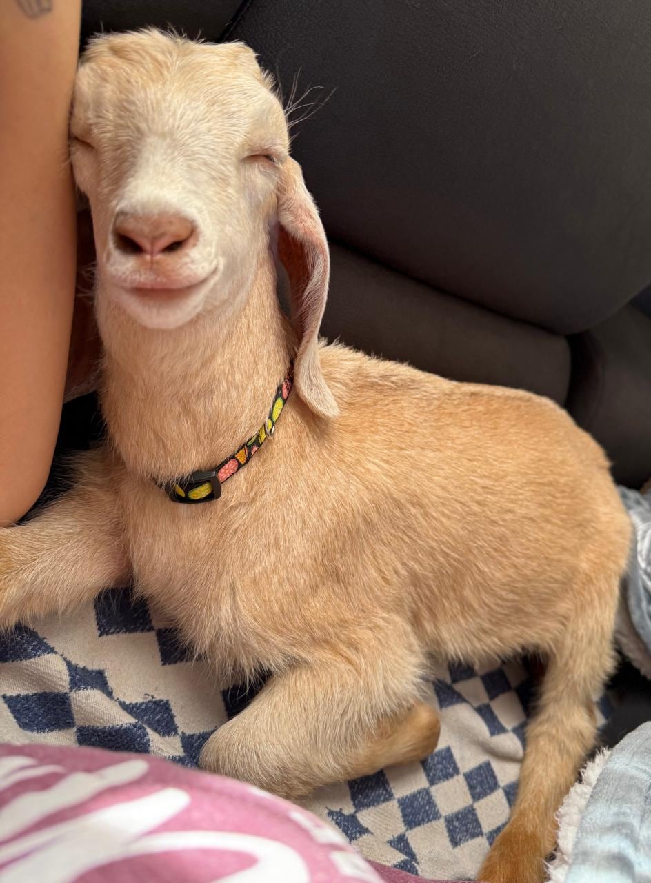 Gipzy Montoya decidió agrandar su familia con dos mascotas más y muy particulares.