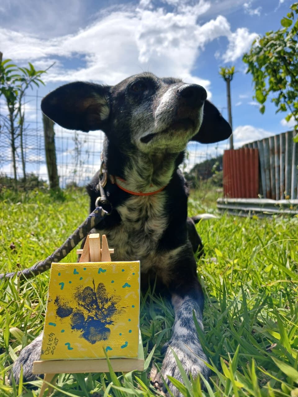 En San Rafael de Heredia vive Julieta, una perrita zaguatica de cinco años que, como dice su abuelita perruna, “ella fue quien escogió a la familia”