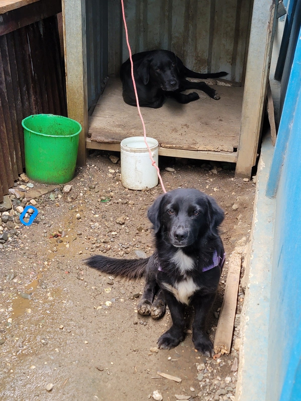 El ataque ocurrió este domingo en La Purruja de Golfito.