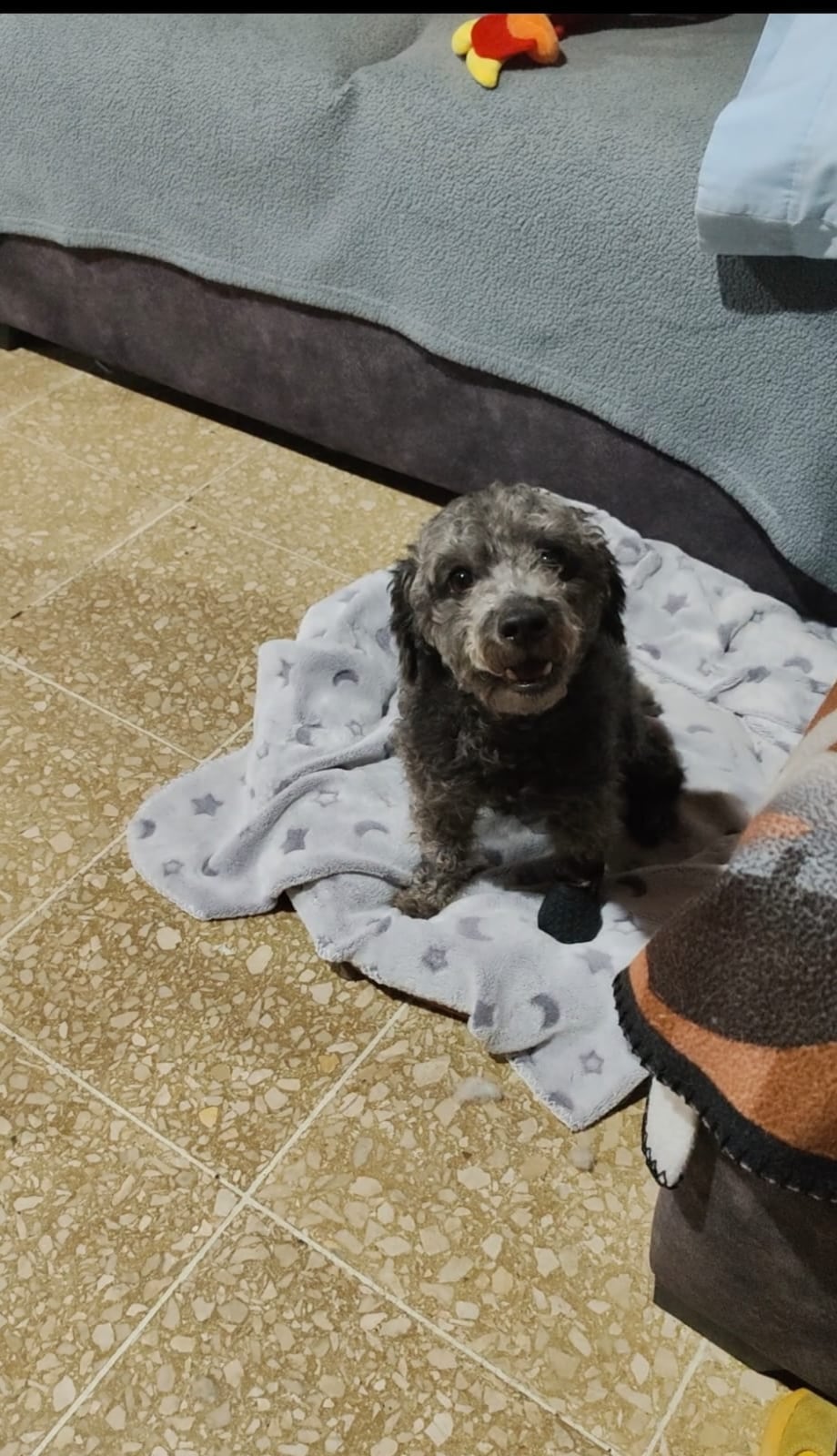 En la casa de José Luis Valverde Valverde, de 38 años, las limitaciones no existen. Allí viven cuatro perros y un gato, pero dos de ellos (Manita y Chonky) son la prueba viviente de que la vida siempre encuentra la forma de seguir adelante.