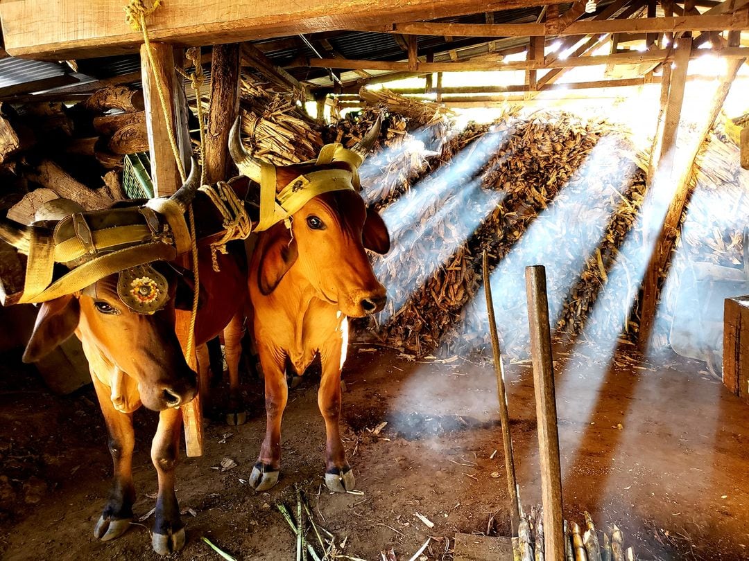 Un trapichero tico de la pura cepa, junto a sus tres hermanos, siguen trabajando en el trapiche que heredaron de su papá, quien lo heredó del suyo. Es un trapiche en Atenas que tiene más de 100 años de funcionar sin parar. Iván, Greivin, Célimo y Berny Alpízar Arce, son los cuatro hermanos que no le aflojan al “Trapiche Don Uriel”.